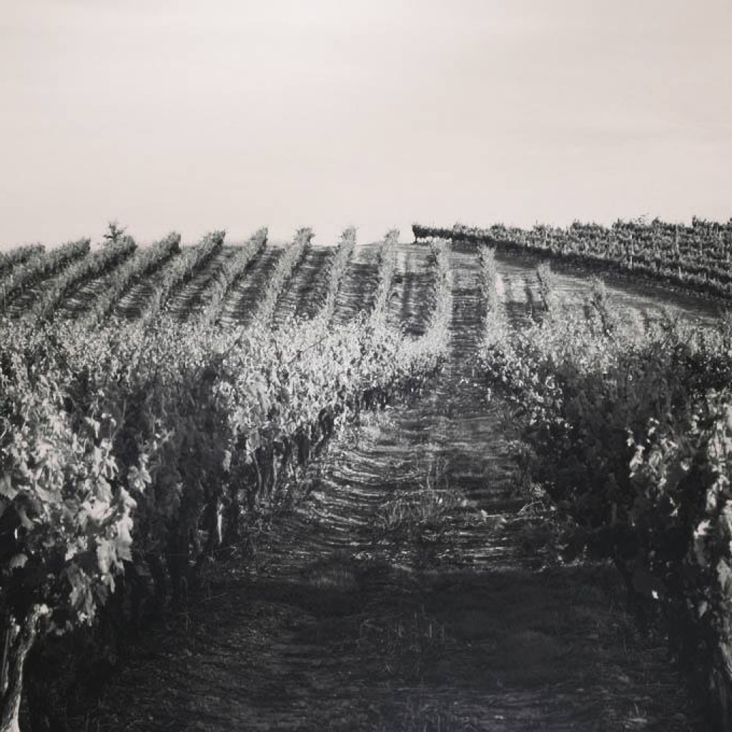 photo viellie vignerons aghione