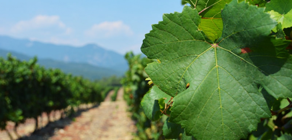 site terroir terroir corse aghione