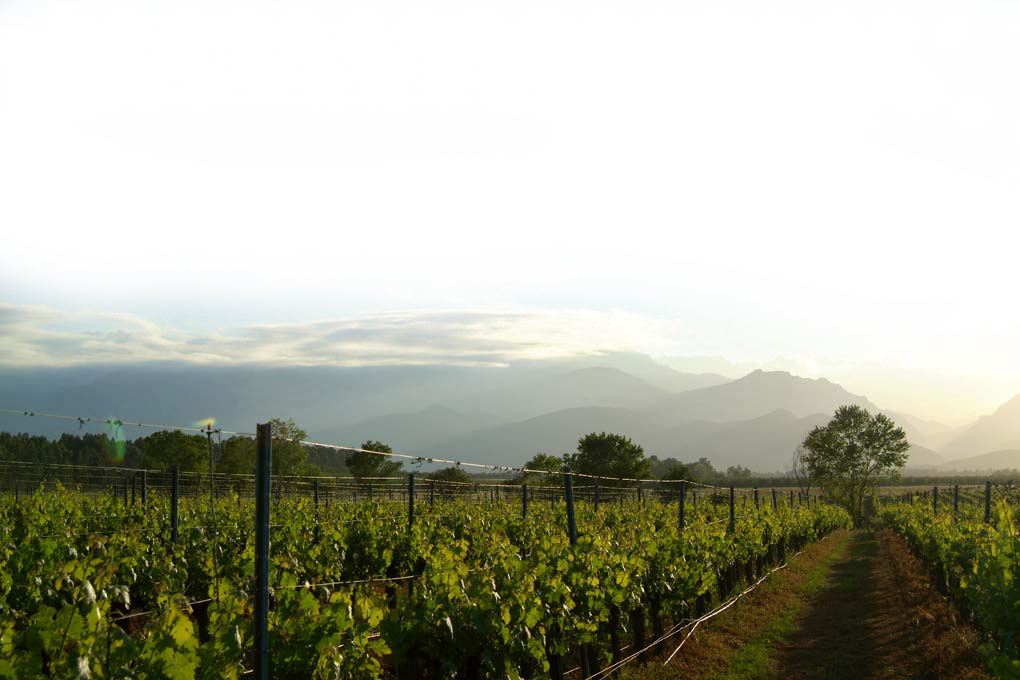 paysages corses avec vigne