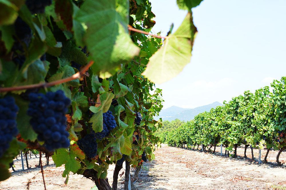 pied de vigne