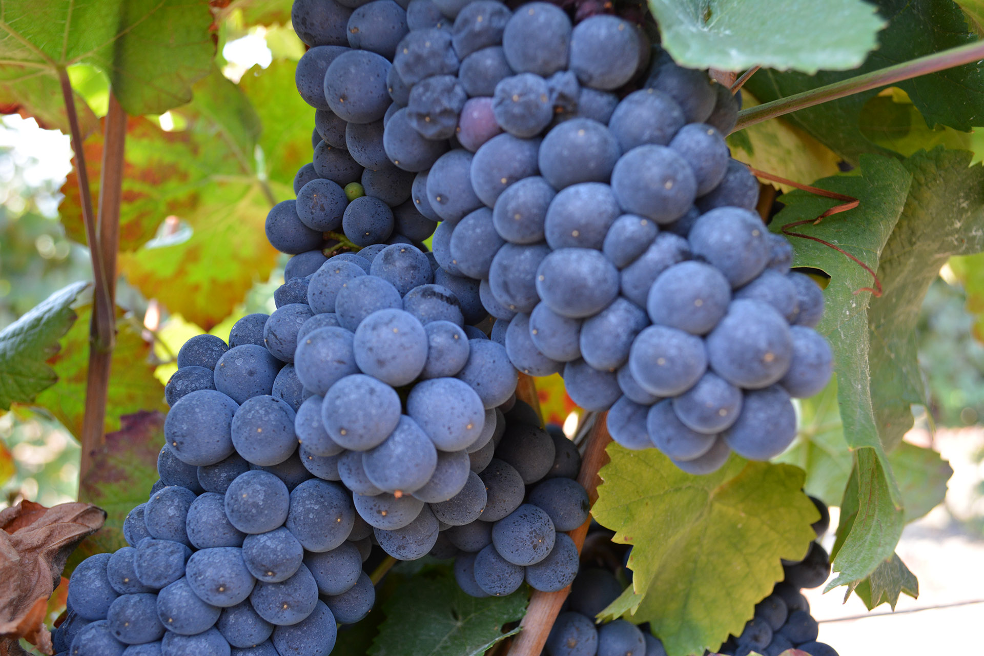 raisin dans vigne corse