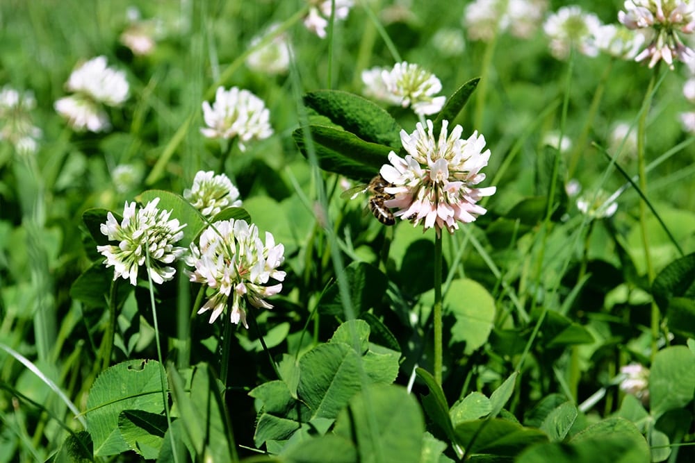 biodiversité