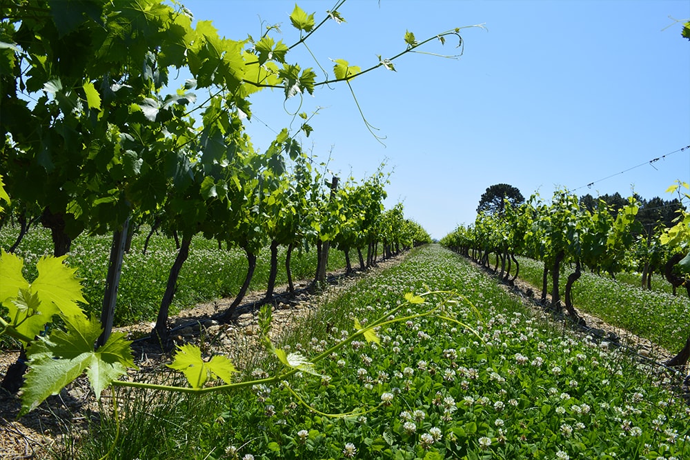 viticulture 